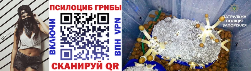 Псилоцибиновые грибы MAGIC MUSHROOMS  Купить закладки  Ужур 